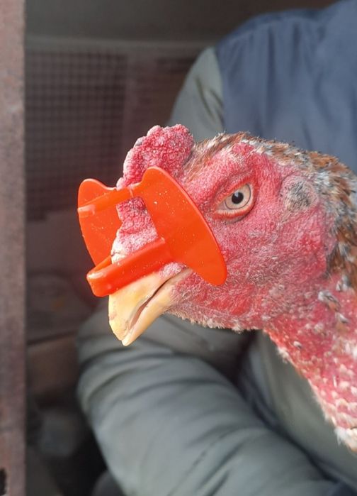 Очки для кур и других птиц