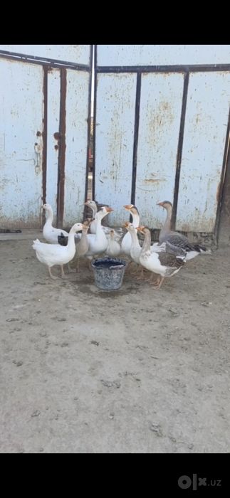 G'ozlar sotiladi Buxoro