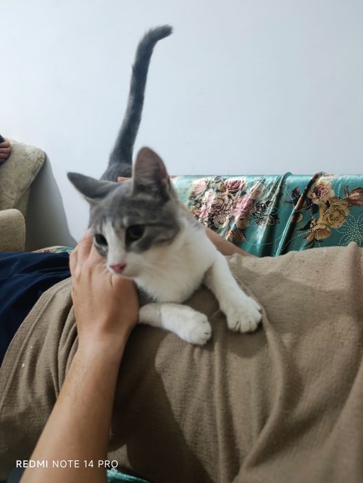 Котенок в добрые руки