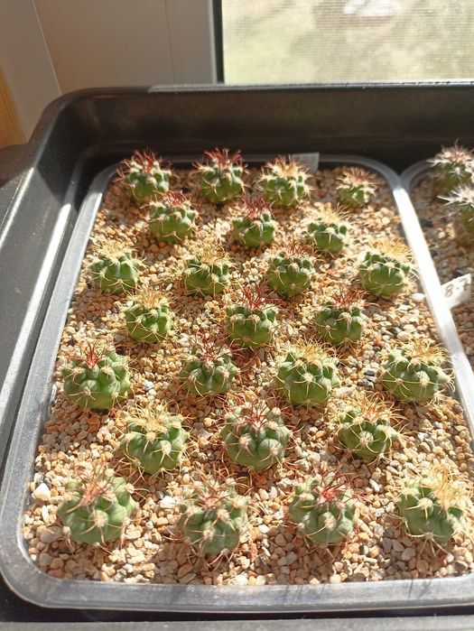 Продам кактусы,комнатные растения