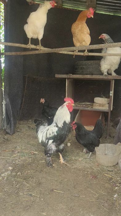 Полубрама кораз сатылады
