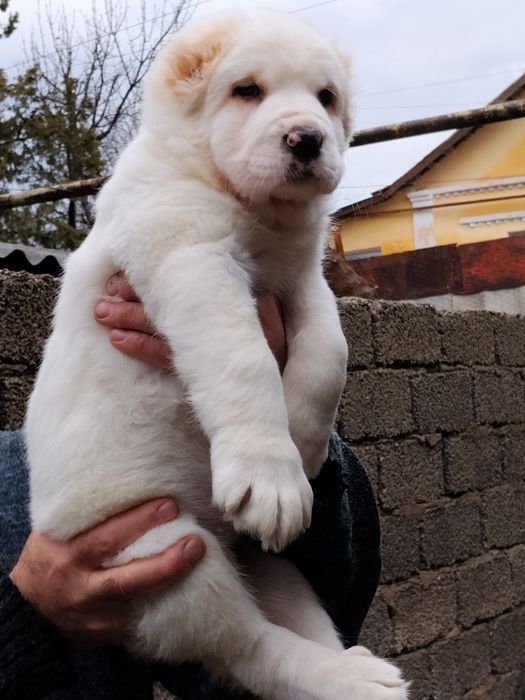 АЛАБАЙ щенок девочка продается