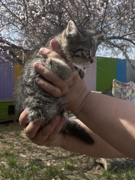 Котенок мальчик ищет семью