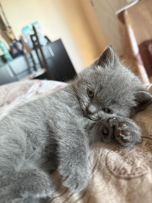 Чистокръвни шотландски котенца