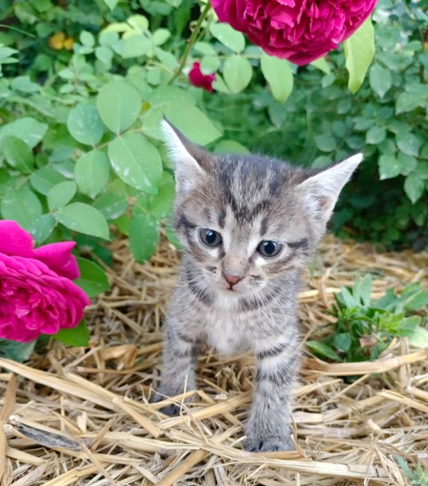 котята ищут дом, девочка и мальчик