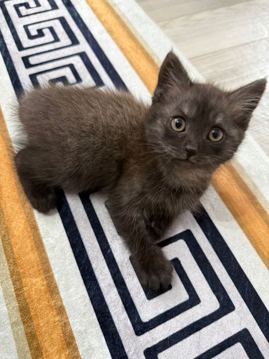 Маленький игривый котенок