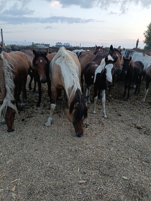 Продам кабылу с жеребенком