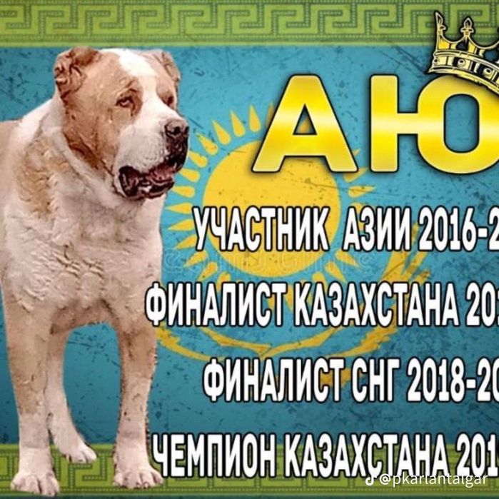 Продам Сао щенки