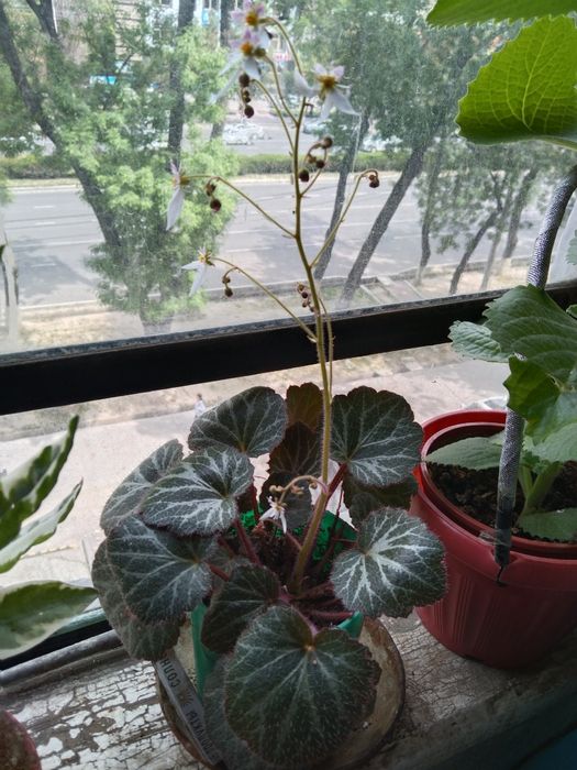 Комнатные растения