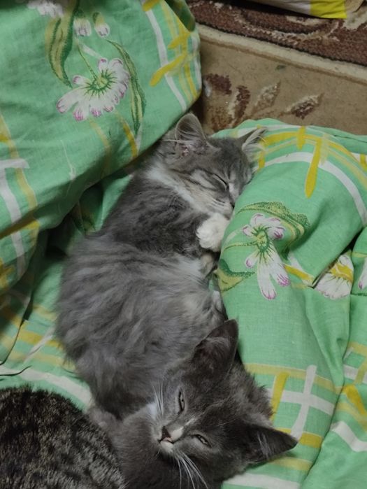 Котёнок в добрые руки