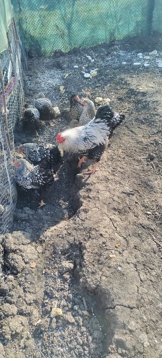 Wyandotte familie 6+1