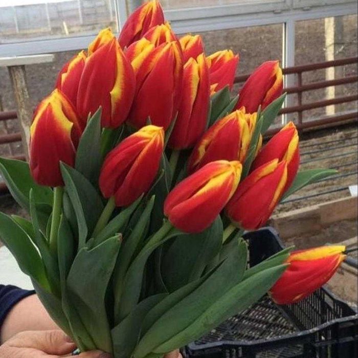 Тюльпаны оптом Бесплатное хранение Договор Чек об оплате