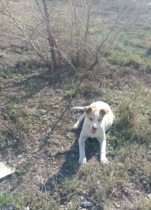 Отдам щенка девочку в добрые надёжные руки