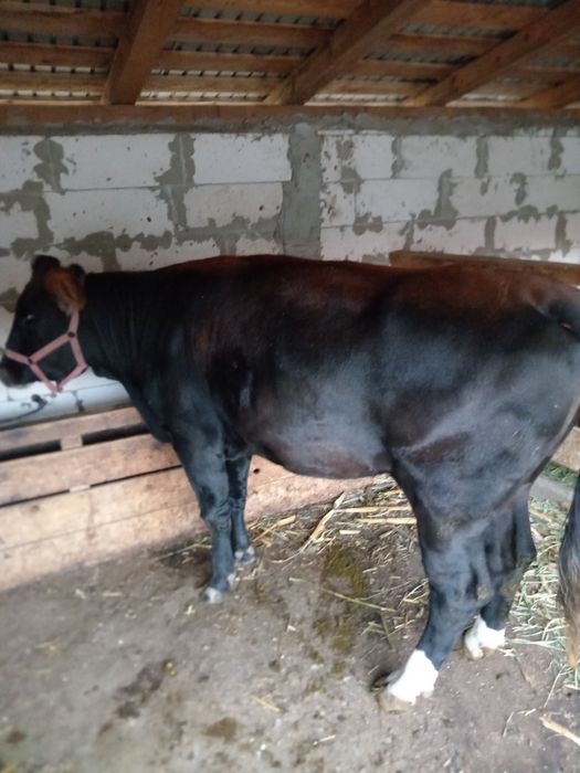 De vânzare junica Angus, grasa, frumoasa calitatea I. Preț 8500 lei. Junica are aprox. 450 kg și foarte bine întreținută ca la ferma.