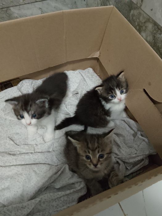 Отдам котят в хорошей руки. Котятам месяц. Красавие.