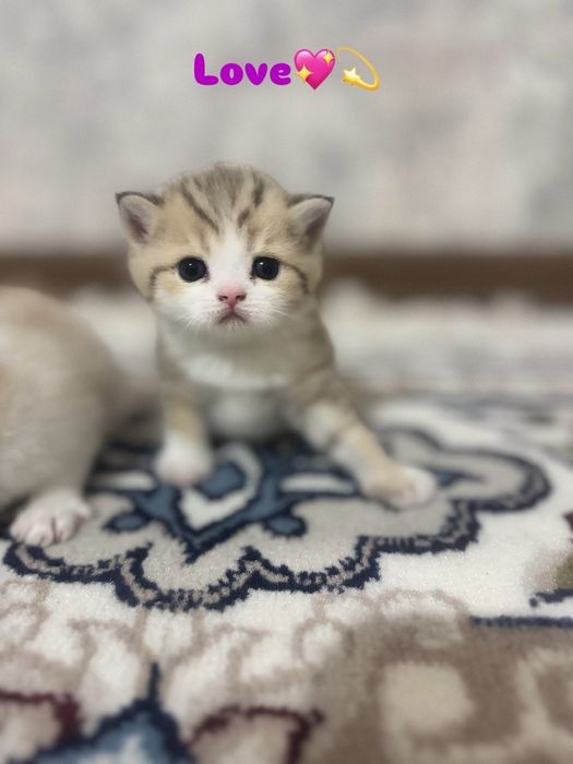 Продается сотилади