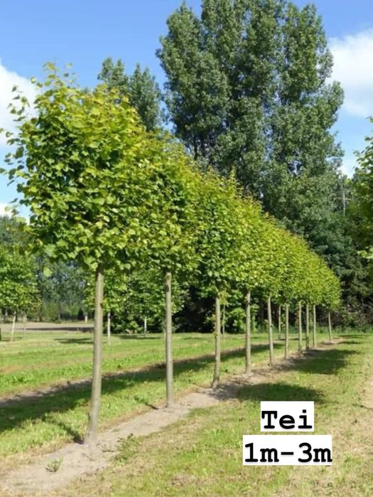 Vand copaci ornamentali-mesteacan-tei-platan