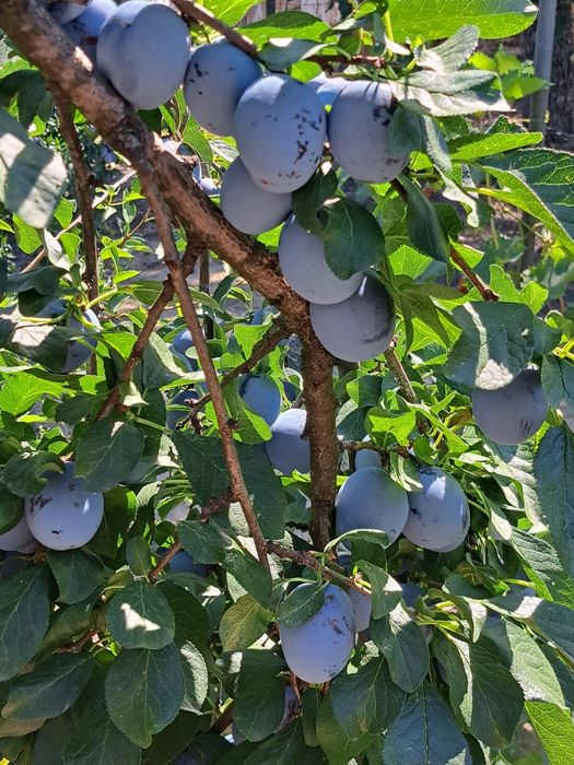 Prune pentru tuica