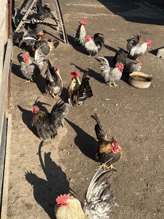 De vanzare gainuse chabo