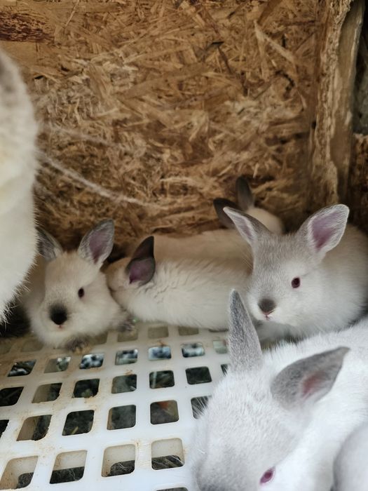 Продаются  калифорнийские евро кролики