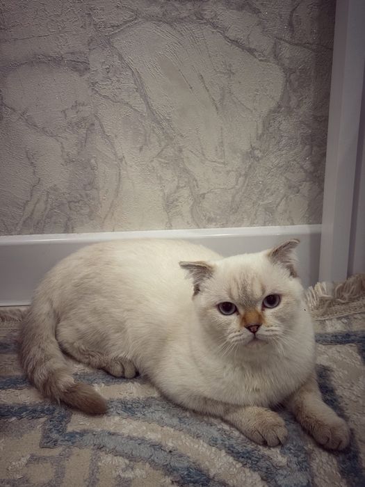 отдам кошку даром