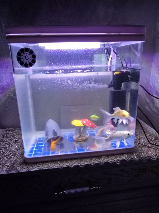 Akvarium baliqlari bilan