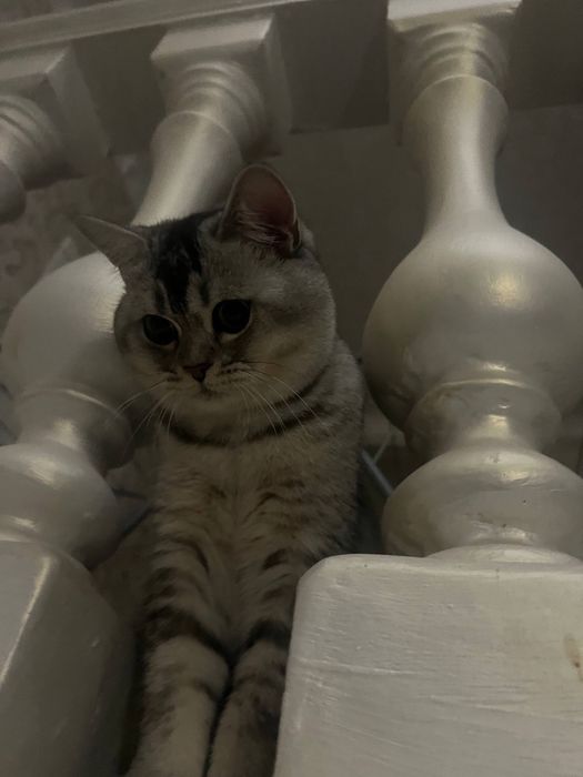 Шотландская прямоухая(скоттиш страйт)