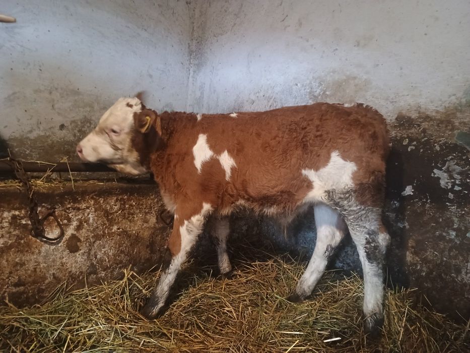 Vând un tăuraș baltat și o vitea belgiana