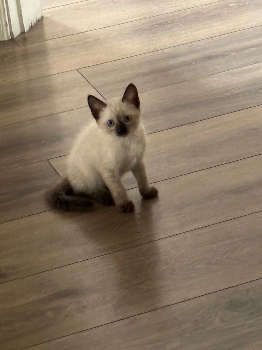 Котята ищут семью