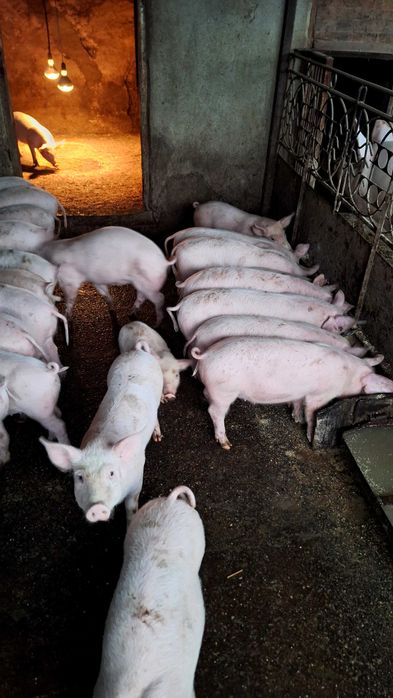 Продавам Малки прасенца