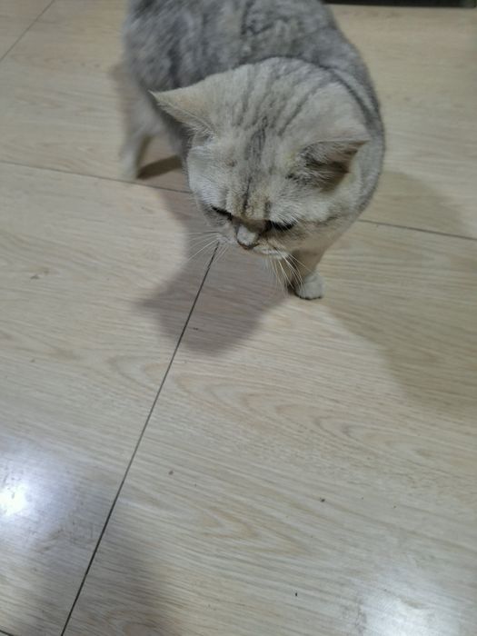 Schottish mushuk sotiladi