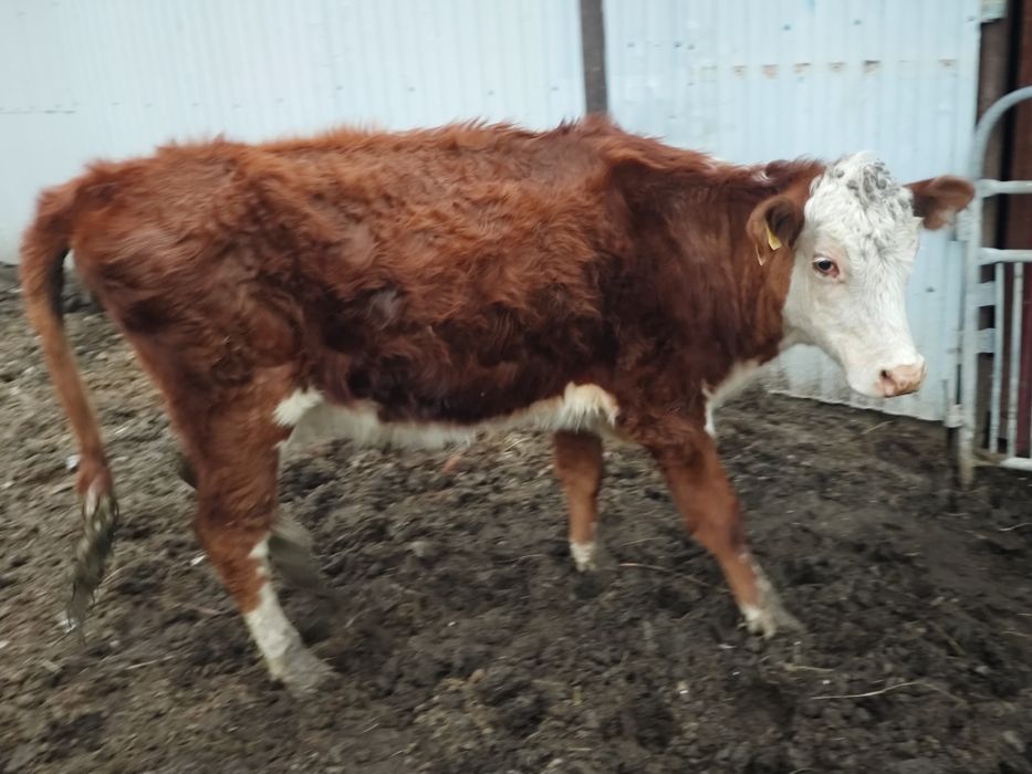 Корова продается.