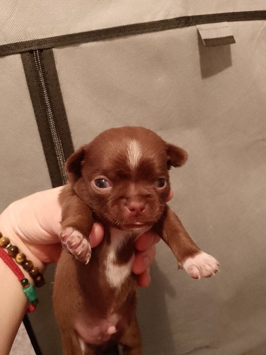 Готовятся к продаже щенки чихуахуа