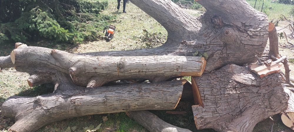 Орехов материал на трупи