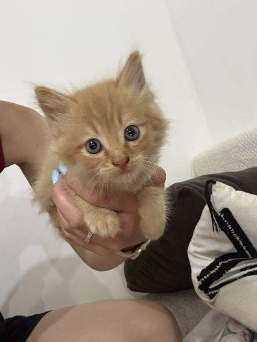 Отдам котят в добрые руки