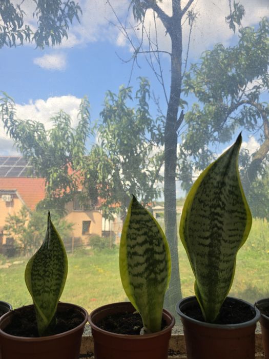 Planta limba soacrei
