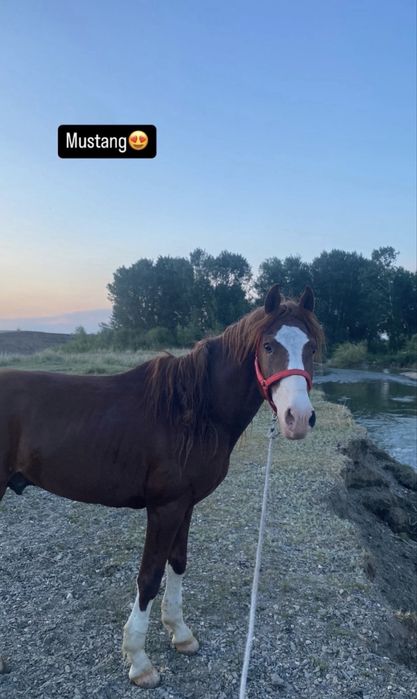 Айгыр сатылады  5тен 6 га шыкты