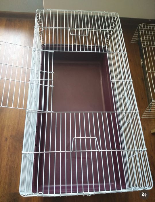 Отдам декоротивного кролика