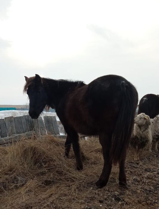 Продам лошадей разный возраст