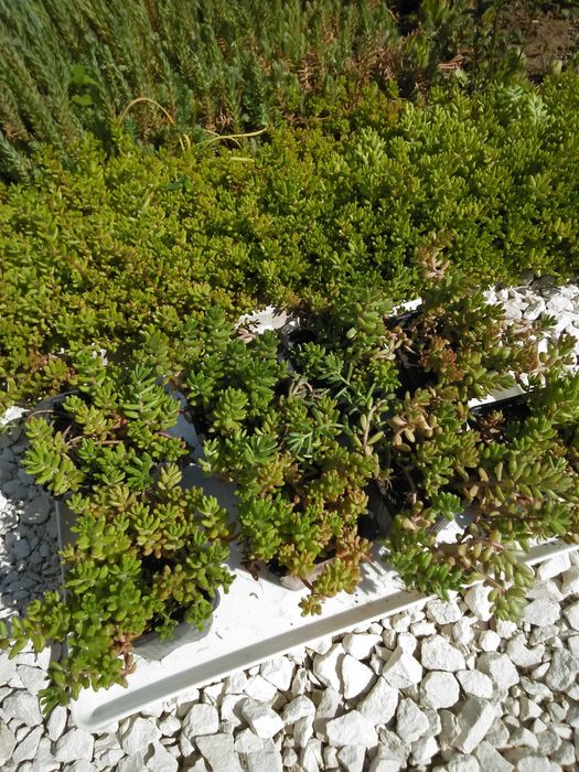 Дебелец  и  два вида седум