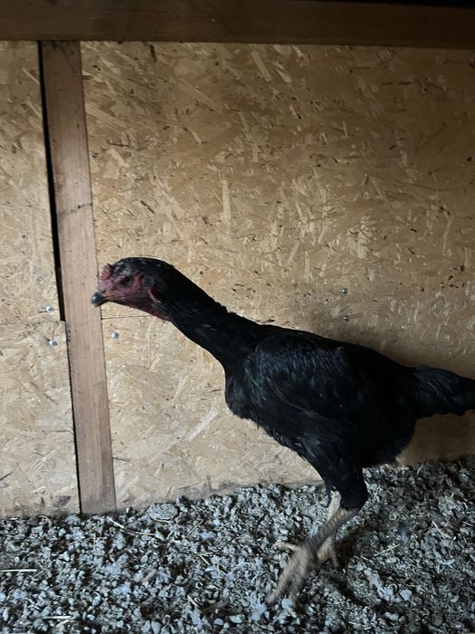 Курица бойцовая 15000