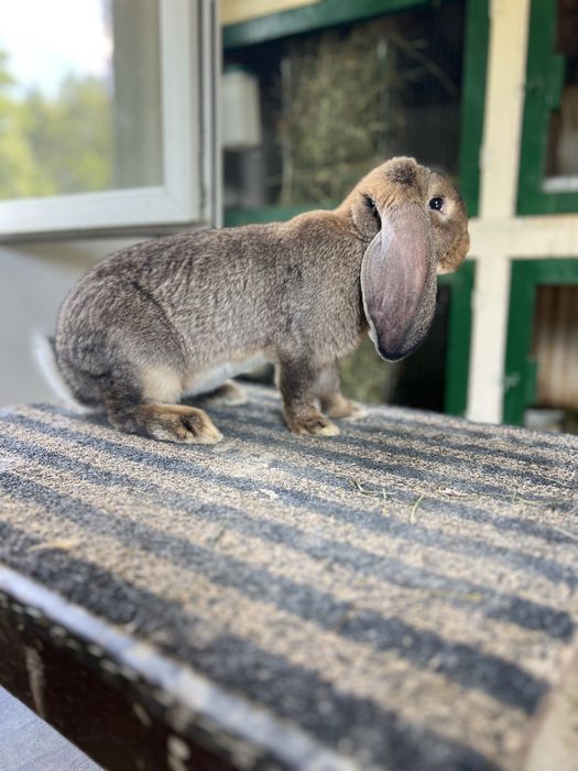 Berbec german agouti