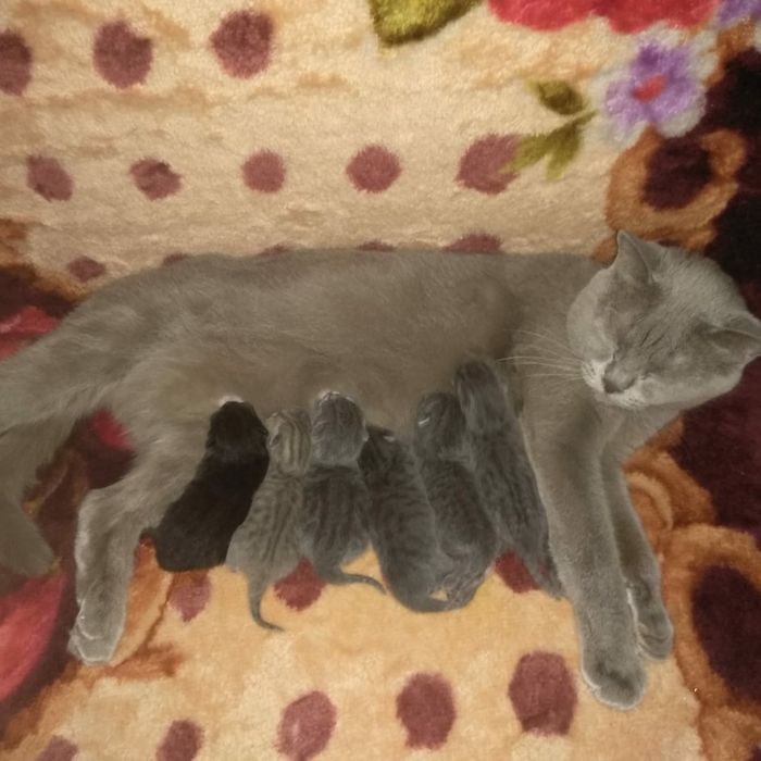 Продам британских котяток