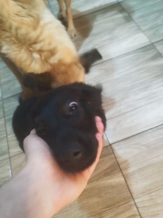 Девочка русская спаниель