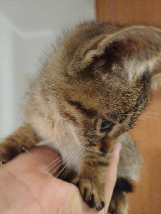 Малка котка мъжка