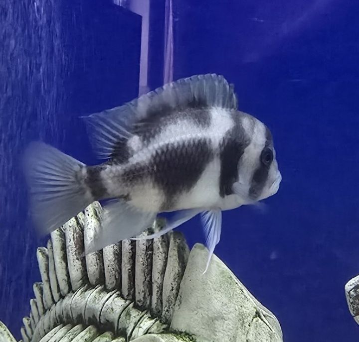 Продам рыб фронтоз