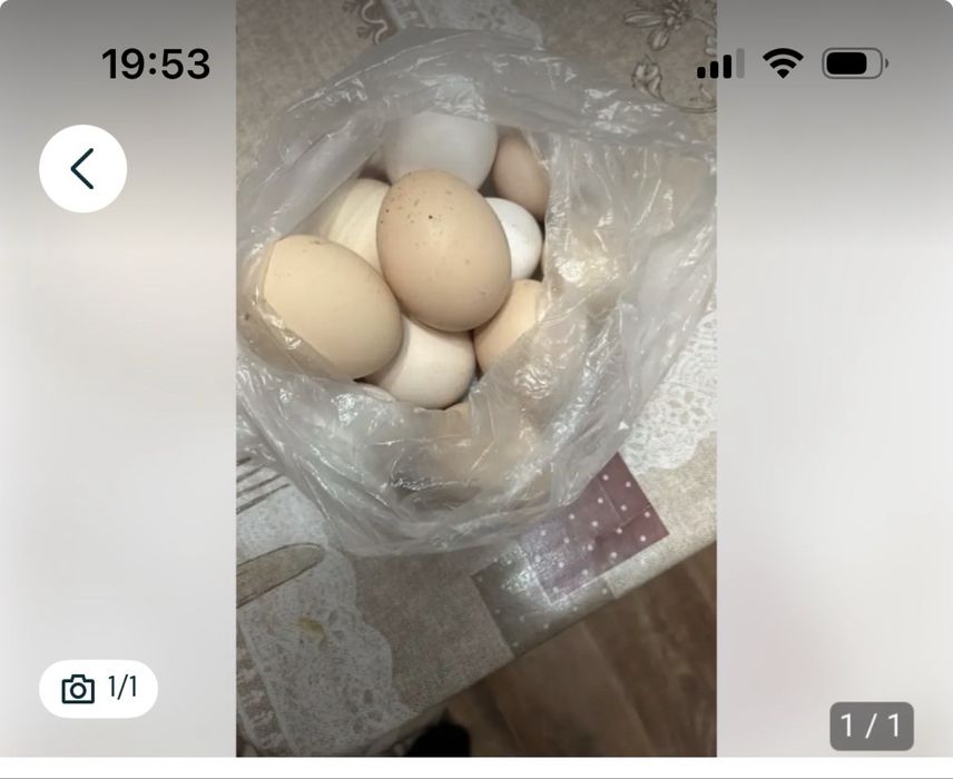 Продам домашний яйца халал