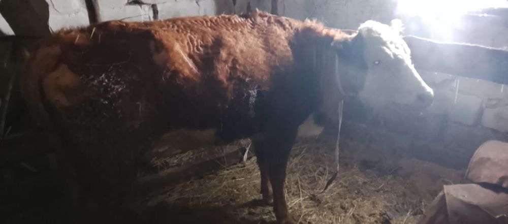 Продам тёлку на откорме неделю