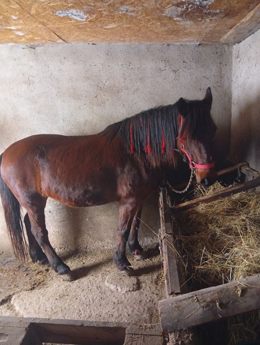 Vând iapă foarte cuminte