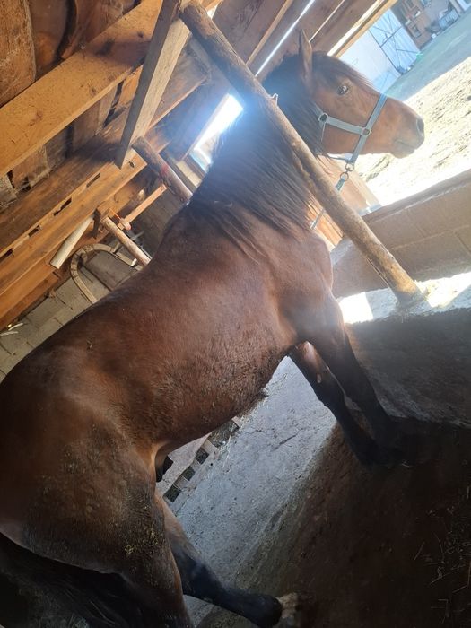 Продам жеребец иноходец